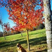 Trees On The Move Inc New Berlin Wi Alignable Trees On The Move Inc New Berlin Wi Alignable
