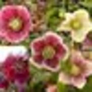 Klyn Nurseries Perry Area Alignable Klyn Nurseries Perry Oh
