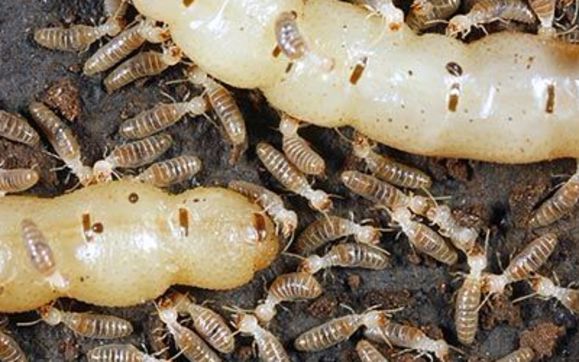 E Termite Inspection - Termites Info