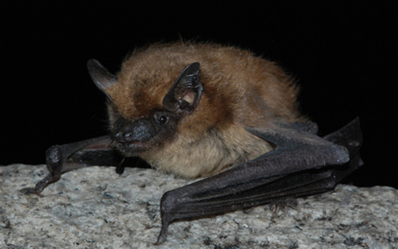 Bats By Chrome Mosquito Pest Control In Fruita Area Alignable While Bats Can Be Helpful In Reducing The Insect Potion Around Your Home They Don T Belong Inside We Are Experts At Sealing All Access Points And
